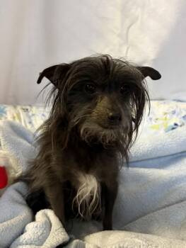 JUDY -  Chinese Crested Dog and Mixed Breed Dog for Adoption in Port Clinton, Ohio - JUDY | PetCurious