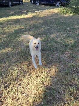 ZEUS -  Husky and Shepherd Dog for Adoption in Broomfield, Colorado - ZEUS | PetCurious