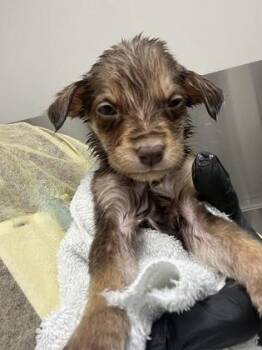 Labrador Retriever and Mixed Breed Dogs Available for Adoption - Porsche | PetCurious