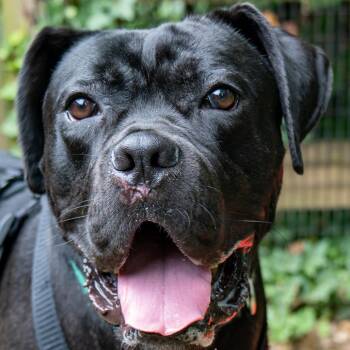Roxaboxen -  Mastiff and Boxer Dog for Adoption in Baltimore, Maryland - Roxaboxen | PetCurious