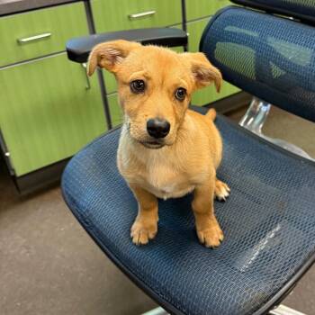 Labrador Retriever and Mixed Breed Dogs Available for Adoption in Norman, Oklahoma - Magellan | PetCurious