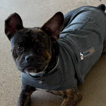 Creed -  Terrier and French Bulldog Dog for Adoption in Escondido, California - Creed | PetCurious