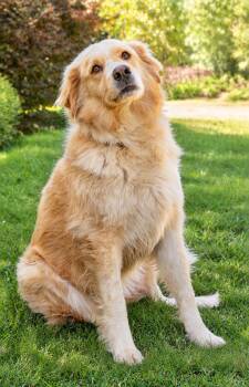 Panda -  Golden Retriever Dog for Adoption in New Canaan, Connecticut - Panda | PetCurious