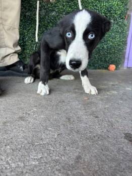 Rescue Siberian Husky and Mixed Breed Dogs for Adoption in El Paso, Texas - Sky | PetCurious