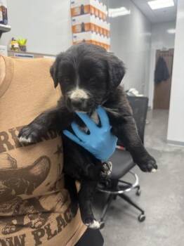 Labrador Retriever and Mixed Breed Dogs Available for Adoption in North Charleston, South Carolina - 3468B Audrey | PetCurious