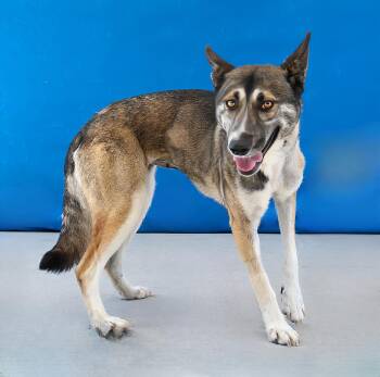 ROBERTA -  German Shepherd Dog Dog for Adoption in Pasadena, California - ROBERTA | PetCurious