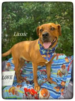 Redbone Coonhound Dogs Available for Adoption in Sebring, Florida - Lassie | PetCurious