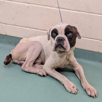 Church -  Mixed Breed Dog for Adoption in Memphis, Tennessee - Church | PetCurious