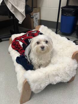TAZ -  Maltese Dog for Adoption in Methuen, Massachusetts - TAZ | PetCurious