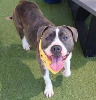 Mixed Breed Dogs Available for Adoption in Athens, Georgia - Karma | PetCurious