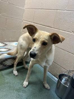 Rescue Retriever Dogs for Adoption in Martinsville, Virginia - Danica | PetCurious