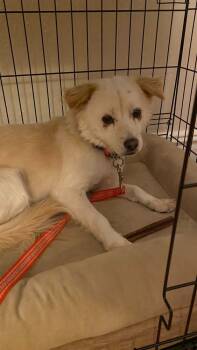 Rescue Jindo and Spitz Dogs for Adoption in New York, New York - Jenna | PetCurious