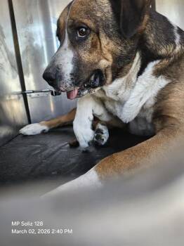 Saint Bernard Dogs Available for Adoption - A797347 | PetCurious