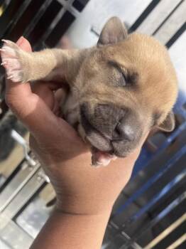 Mixed Breed Dogs Available for Adoption - DAVIS | PetCurious