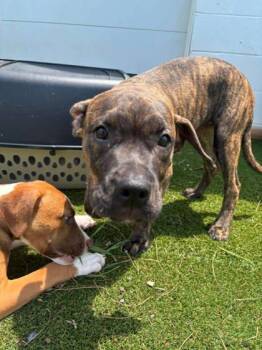 Leo -  Terrier and Mixed Breed Dog for Adoption in Paducah, Kentucky - Leo | PetCurious