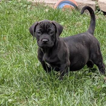 Zion -  Cane Corso and Pit Bull Terrier Dog for Adoption - Zion | PetCurious
