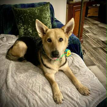German Shepherd Dog Dogs Available for Adoption in Wantagh, New York - Ginger -- Seeking Foster Or Adopter | PetCurious