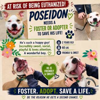 American Staffordshire Terrier Dogs Available for Adoption in Huntington, New York - POSEIDON - IN DANGER OF EUTH | PetCurious