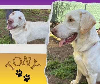 Rescue Labrador Retriever Dogs for Adoption in Albuquerque, New Mexico - Tony | PetCurious