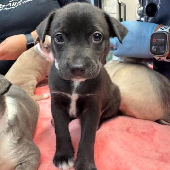 Mr. Pibb 54052 -  Pit Bull Terrier and Husky Dog for Adoption in Las Vegas, Nevada - Mr. Pibb 54052 | PetCurious