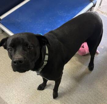 Labrador Retriever Dogs Available for Adoption in Sterling, Massachusetts - Storm 1 Yr Old | PetCurious