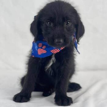 Freedom the female Labradoodle puppy -  Labradoodle Dog Available for Adoption in Muskego, Wisconsin - Freedom The Female Labradoodle Puppy | PetCurious