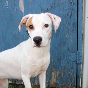 Rescue Hound Dogs for Adoption in Natchitoches, Louisiana - Sammy S1 | PetCurious