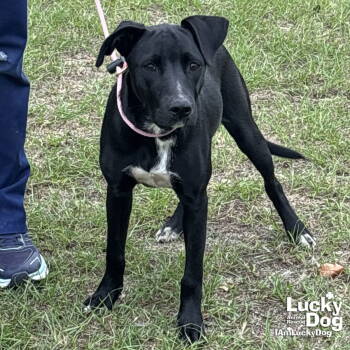 Rescue Labrador Retriever and Australian Cattle Dog Blue Heeler Dogs for Adoption in Washington, District Of Columbia - Midgie | PetCurious