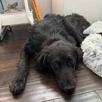 Rescue Flat Coated Retriever Dogs for Adoption in Apache Junction, Arizona - Flik | PetCurious