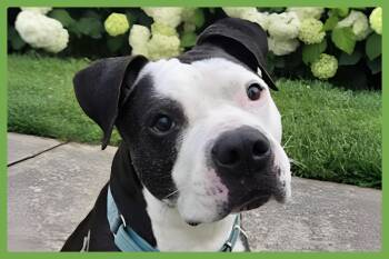 Domino -  Pit Bull Terrier Dog for Adoption in Amherst, Massachusetts - Domino | PetCurious