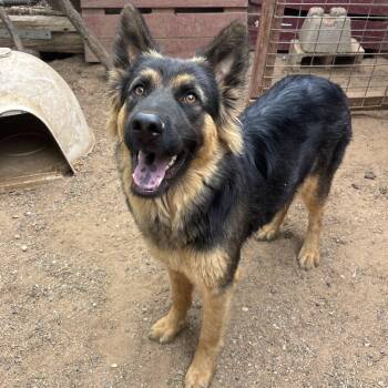 Lena -  German Shepherd Dog Dog for Adoption in Santa Monica, California - Lena | PetCurious