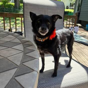 Schipperke Dogs Available for Adoption in Madrid, Iowa - Peppercornelia | PetCurious