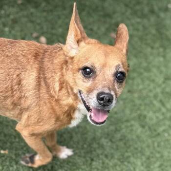 Tostito -  Chihuahua and Mixed Breed Dog for Adoption in San Francisco, California - Tostito | PetCurious