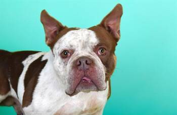 MACHO -  American Bulldog Dog for Adoption in Fort Lauderdale, Florida - MACHO | PetCurious