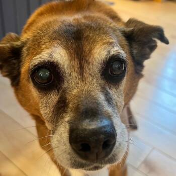 Chihuahua Dogs Available for Adoption - Ellie | PetCurious