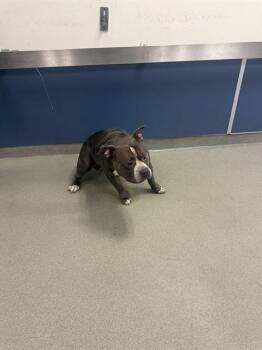 MOMO -  Pit Bull Terrier Dog for Adoption in Doral, Florida - MOMO | PetCurious