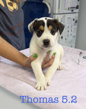 Australian Shepherd Dogs Available for Adoption in Semmes, Alabama - T Litter Thomas  | PetCurious