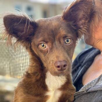 FREEDOM -  Spaniel and Chihuahua Dog for Adoption in San Francisco, California - FREEDOM | PetCurious