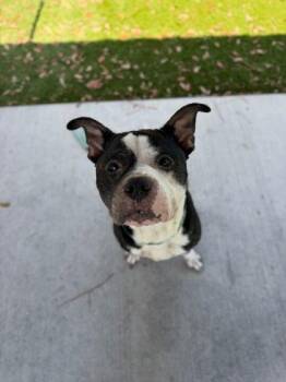 Pressure - 3 -  Pit Bull Terrier and Mixed Breed Dog for Adoption in Daytona Beach, Florida - Pressure - 3 | PetCurious