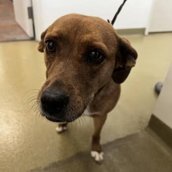 71443 -  Beagle Dog for Adoption in Harrisonburg, Virginia - 71443 | PetCurious
