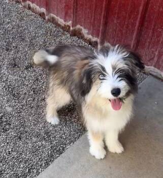 LOLA -  Mixed Breed Dog for Adoption in Rochester, Indiana - LOLA | PetCurious