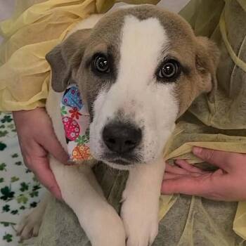 Anatolian Shepherd Dogs Available for Adoption in Woolwich, Maine - Honey | PetCurious