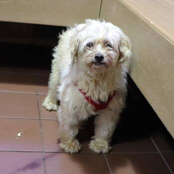 Lulu -  Poodle Dog for Adoption in Port Washington, New York - Lulu | PetCurious