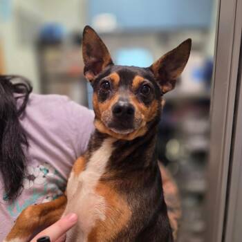 Choco Taco -  Mixed Breed Dog for Adoption in Charleston, West Virginia - Choco Taco | PetCurious