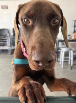 Doberman Pinscher Dogs Available for Adoption - Lankie | PetCurious
