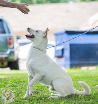 Picasso -  Husky Dog for Adoption in Randleman, North Carolina - Picasso | PetCurious
