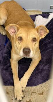 MISSY -  Shar Pei and Labrador Retriever Dog for Adoption in Houston, Texas - MISSY | PetCurious