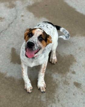 Mojo and Jojo -  Great Pyrenees Dog for Adoption in Fremont, Michigan - Mojo And Jojo | PetCurious