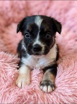 Pippa -  French Bulldog and American Eskimo Dog Dog for Adoption in Rockwall, Texas - Pippa | PetCurious