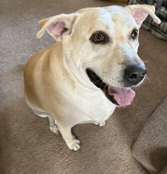 Charlie -  Yellow Labrador Retriever Dog for Adoption in Albuquerque, New Mexico - Charlie | PetCurious